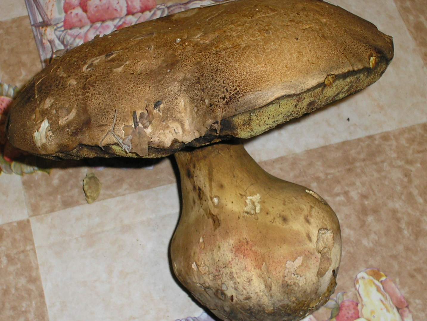 Boletus albidus